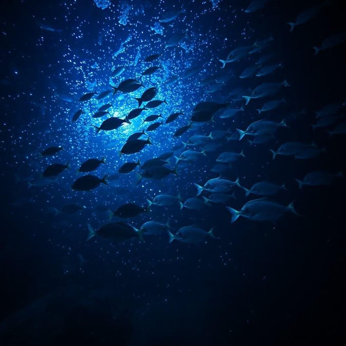 An eye-catching display of deep sea fish swimming in formation. Schools of shimmering fish light up the depths, creating an underwater spectacle.