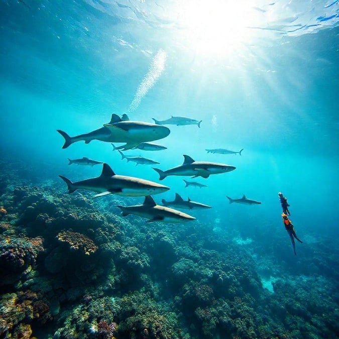 Immerse yourself in the beauty of the ocean with this stunning wallpaper featuring a school of sharks swimming in the coral reef.