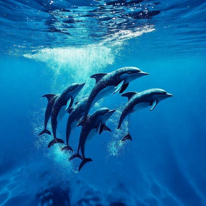 This beautiful wallpaper features a group of dolphins swimming in the ocean, creating a stunning visual effect.