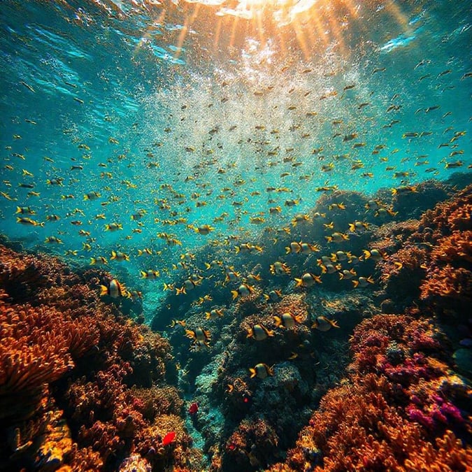 An image capturing the beauty of an ocean scene teeming with tropical fish, illuminated by sunlight filtering through the water surface. The underwater world is full of color and life.