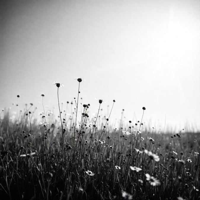 A tranquil scene of a field carpeted in wildflowers, captured in black and white for an eternal elegance.