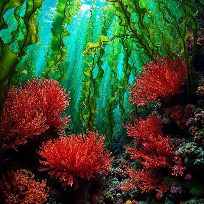 A vibrant snapshot of the ocean floor teeming with life. Red and green corals peek through, hinting at the biodiversity that thrives in these underwater forests.