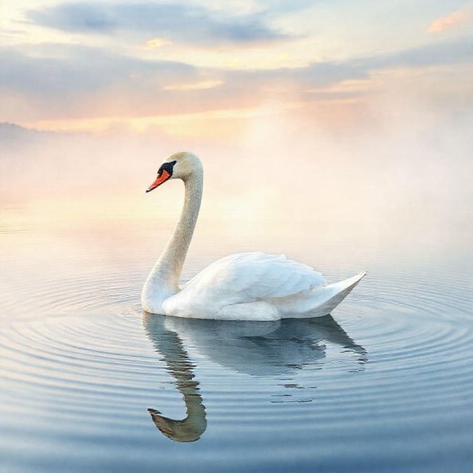 A beautiful image of a white swan flying over a body of water, set against a clear blue sky.