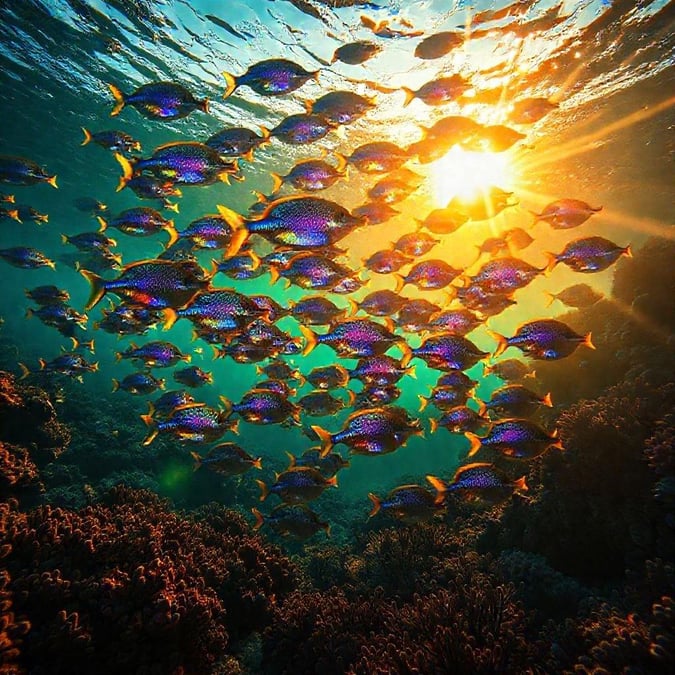 This stunning wallpaper captures the beauty of an underwater scene, with a school of fish swimming in the ocean. The vibrant colors and serene atmosphere make it perfect for desktop and mobile use.