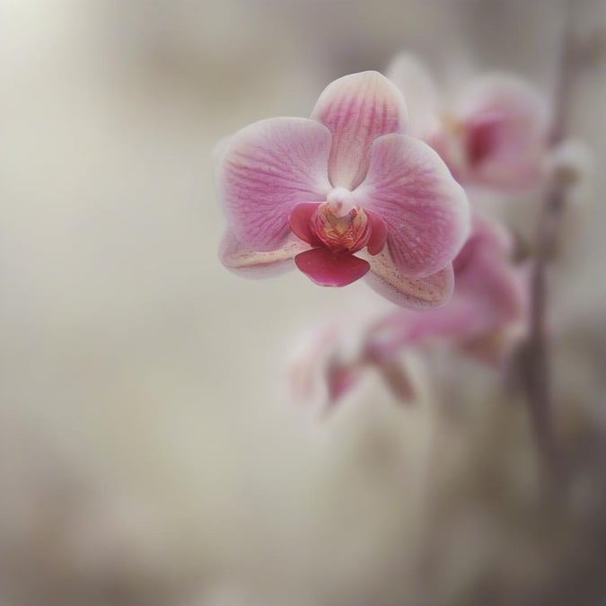 This pink orchid with its delicate petals and vibrant center brings a touch of nature to your screen. Perfect for a soft, floral background on your desktop or mobile devices.