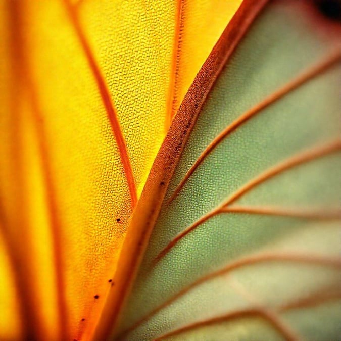 Enhance your desktop with this beautiful pattern wallpaper featuring stunning yellow and green leaf textures.