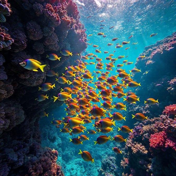 Explore the vibrant underwater world with this beautiful coral reef scene, swimming through with schooling yellowfin tuna.