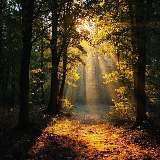 Walk along the trail in the heart of the woods as the sun rises, bathing everything in a warm, golden light.